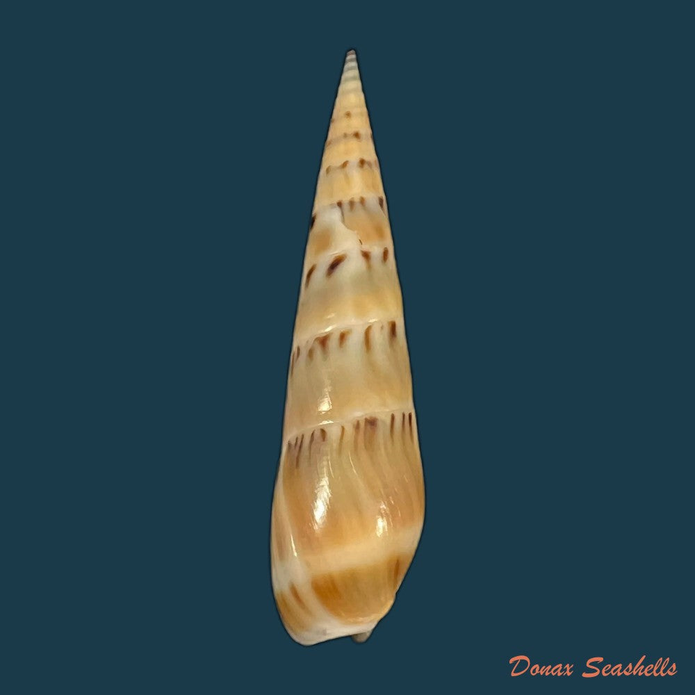 hastula-nimbosa-hinds-1844-42-4mm-copia