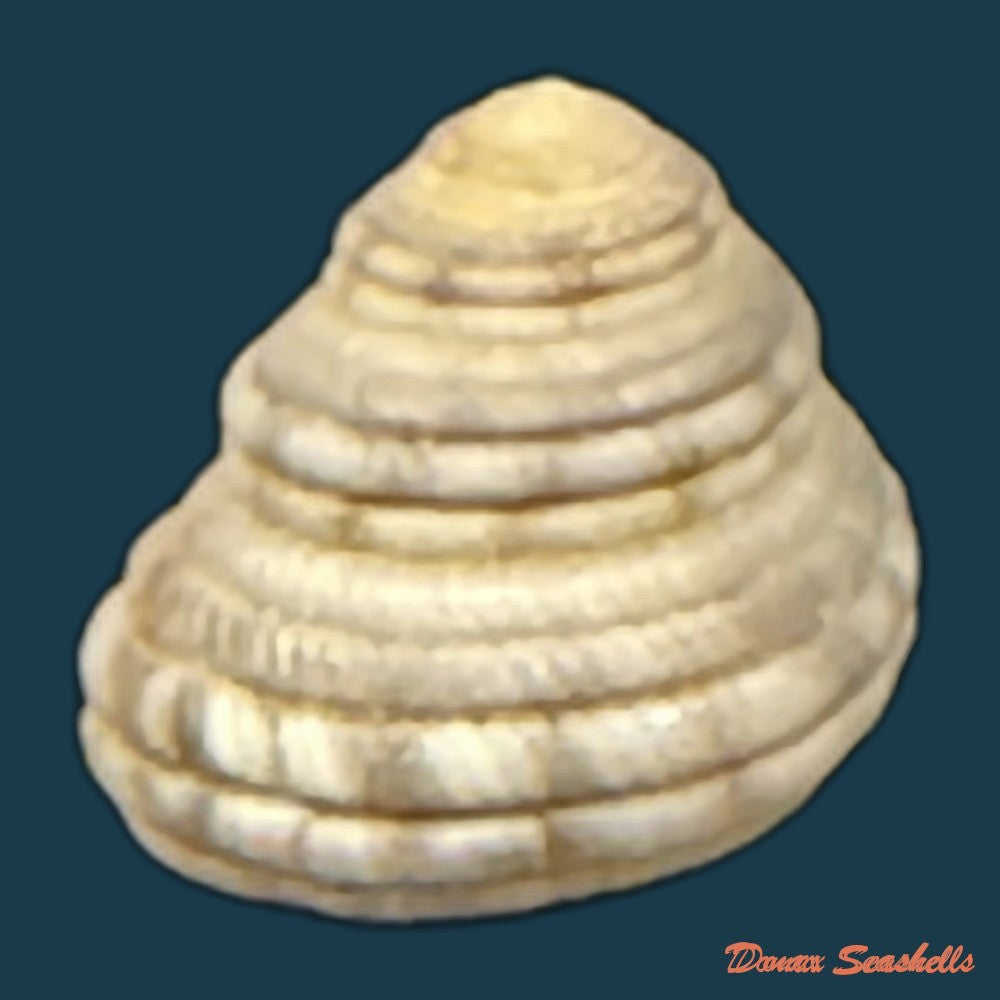 heliacus-cylindricus-gmelin-1791-9-2mm-copia
