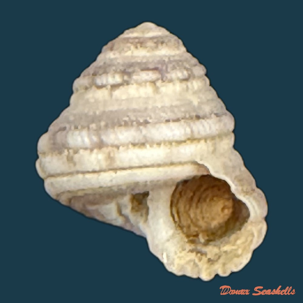 heliacus-cylindricus-gmelin-1791-9-2mm-copia