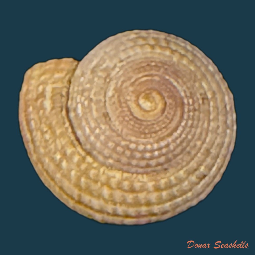 heliacus-infundibuliformis-perrieri-rochebrune-1881-9-5mm-copia