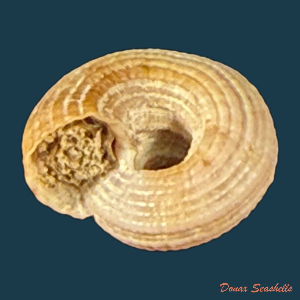heliacus-infundibuliformis-perrieri-rochebrune-1881-9-5mm-copia