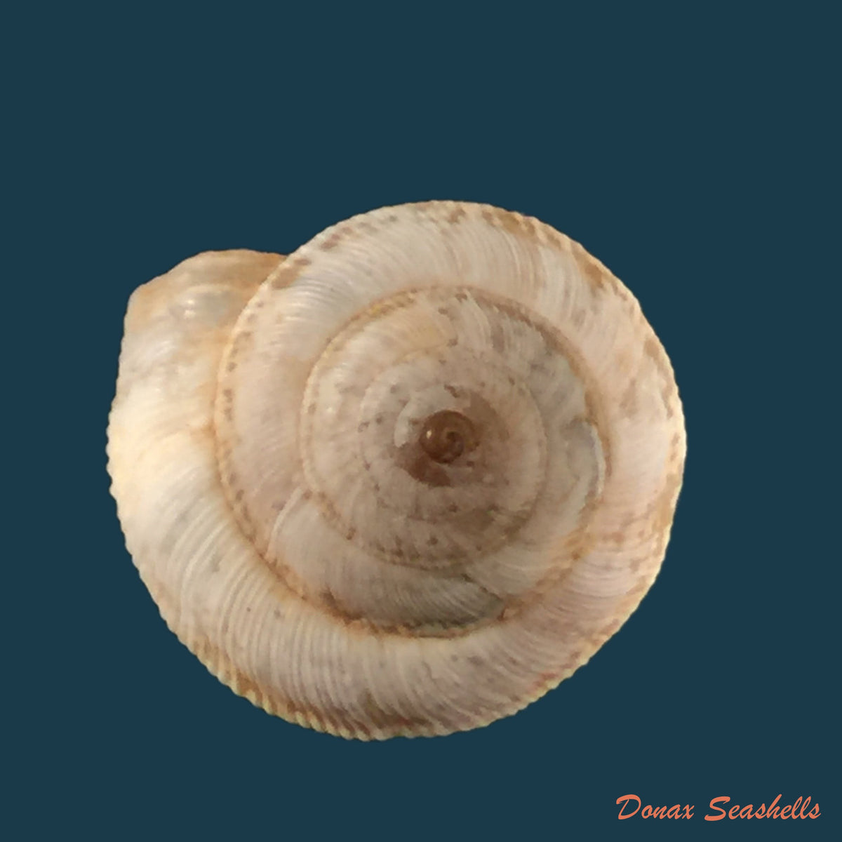 helicella-melillensispallary-1898