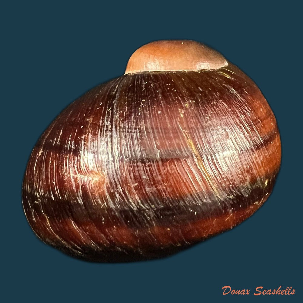 helicophanta-magnifica-a-ferussac-1819-56-5mm-copia
