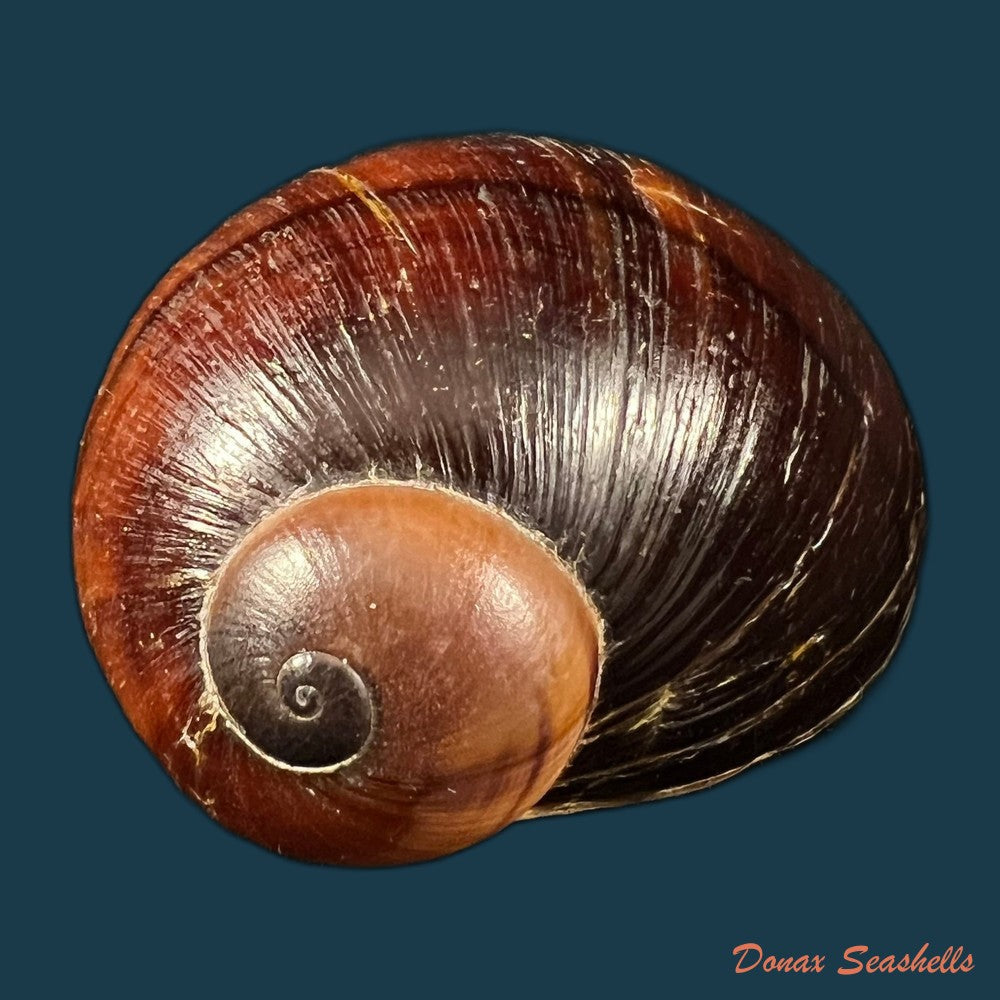 helicophanta-magnifica-a-ferussac-1819-56-5mm-copia