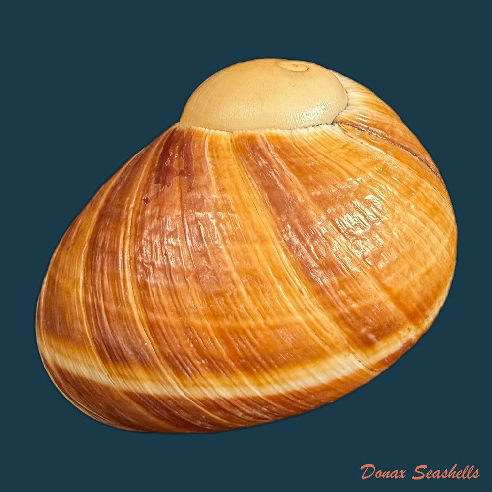 helicophanta-vesicalis-lamarck-1822-79-8mm-copia-1