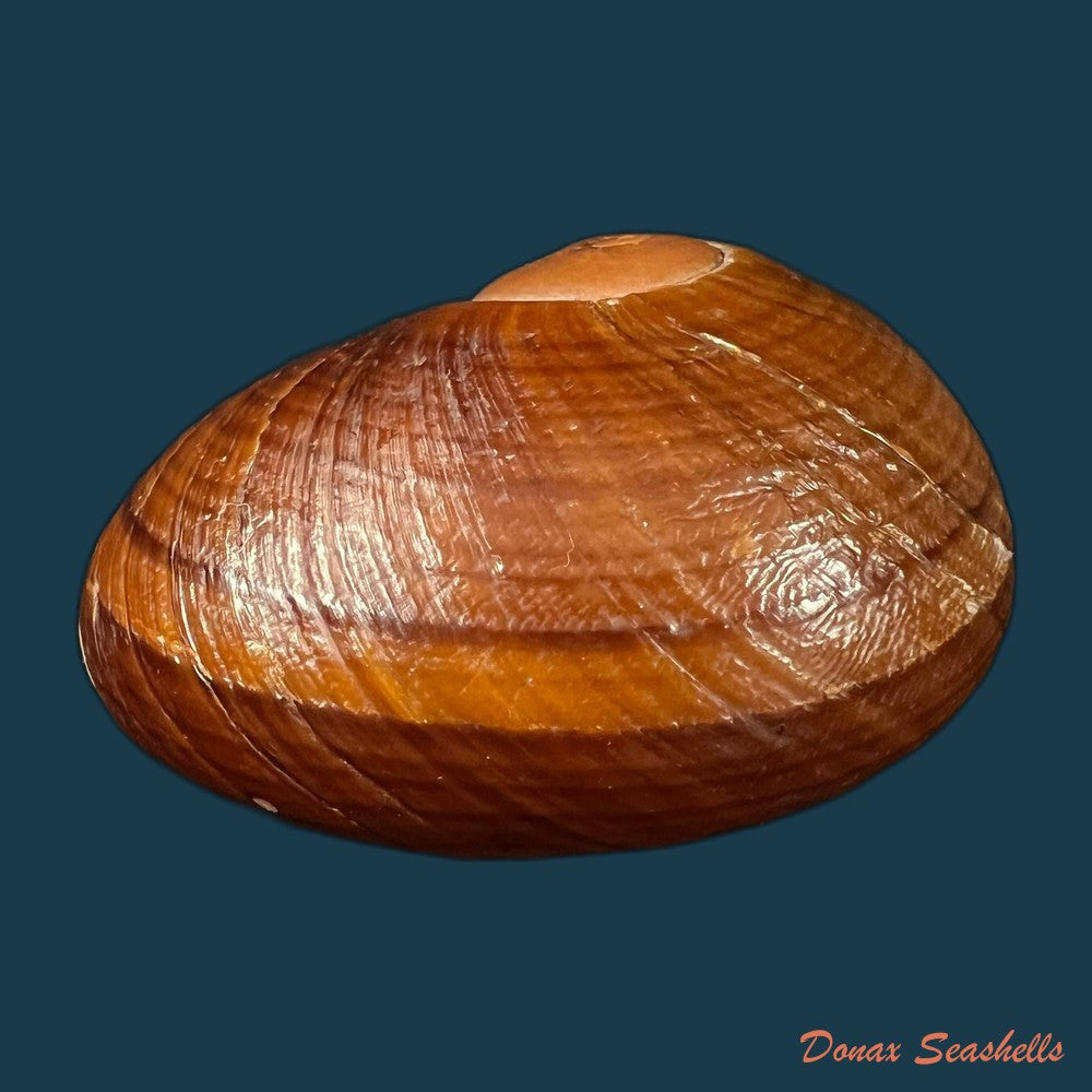 helicophanta-vesicalis-lamarck-1822-79-8mm-copia