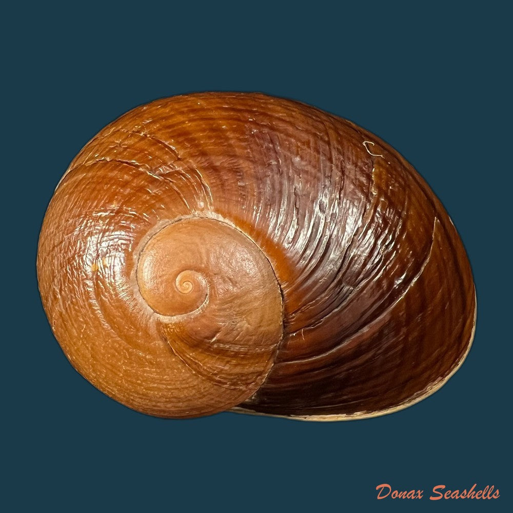 helicophanta-vesicalis-lamarck-1822-79-8mm-copia