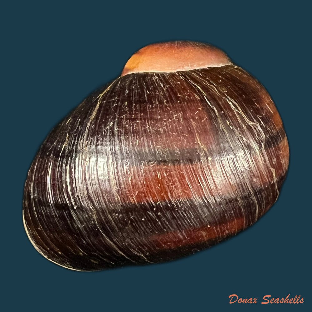 helicophanta-vesicalis-lamarck-1822-80-5mm-copia