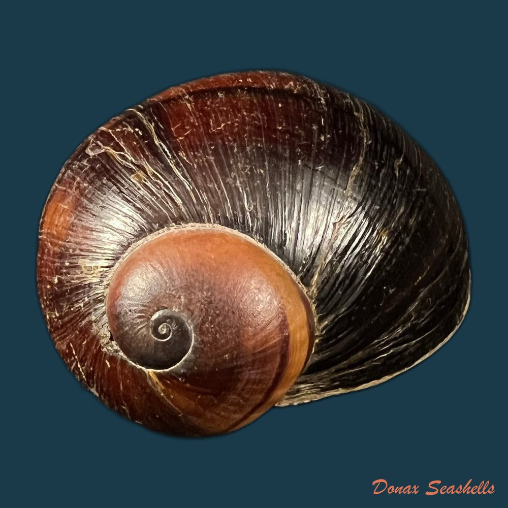 helicophanta-vesicalis-lamarck-1822-80-5mm-copia