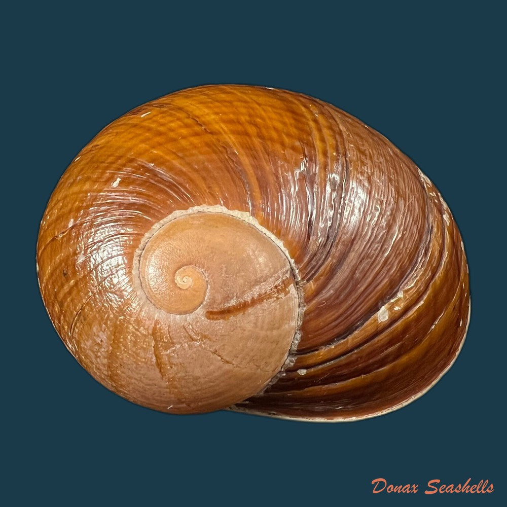 helicophanta-vesicalis-lamarck-1822-83-2mm-copia