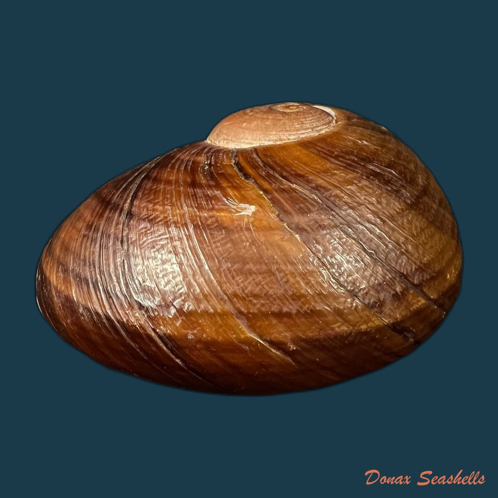helicophanta-vesicalis-lamarck-1822-83-6mm-copia