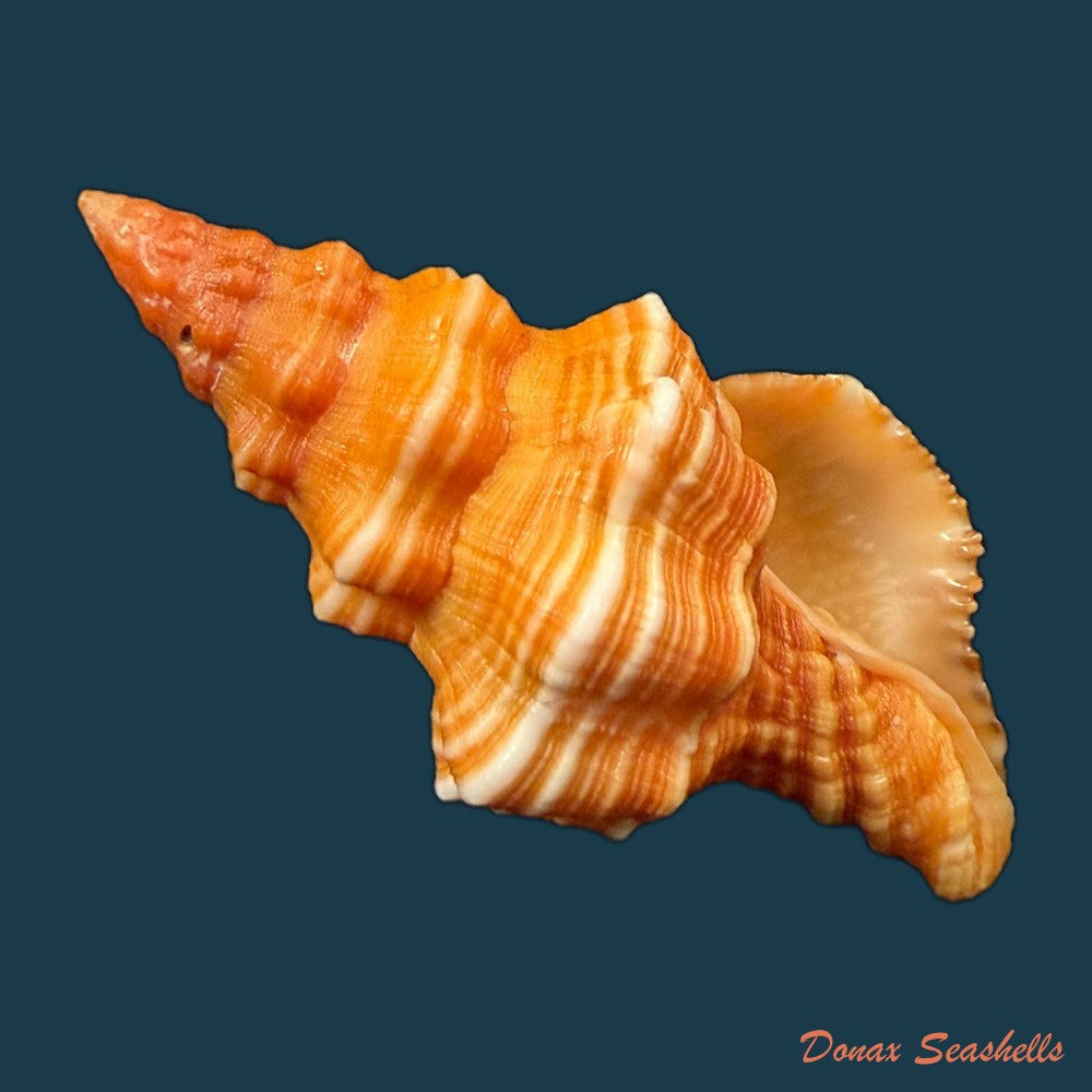 hemipolygona-distincta-a-adams-1855-61-3mm-copia