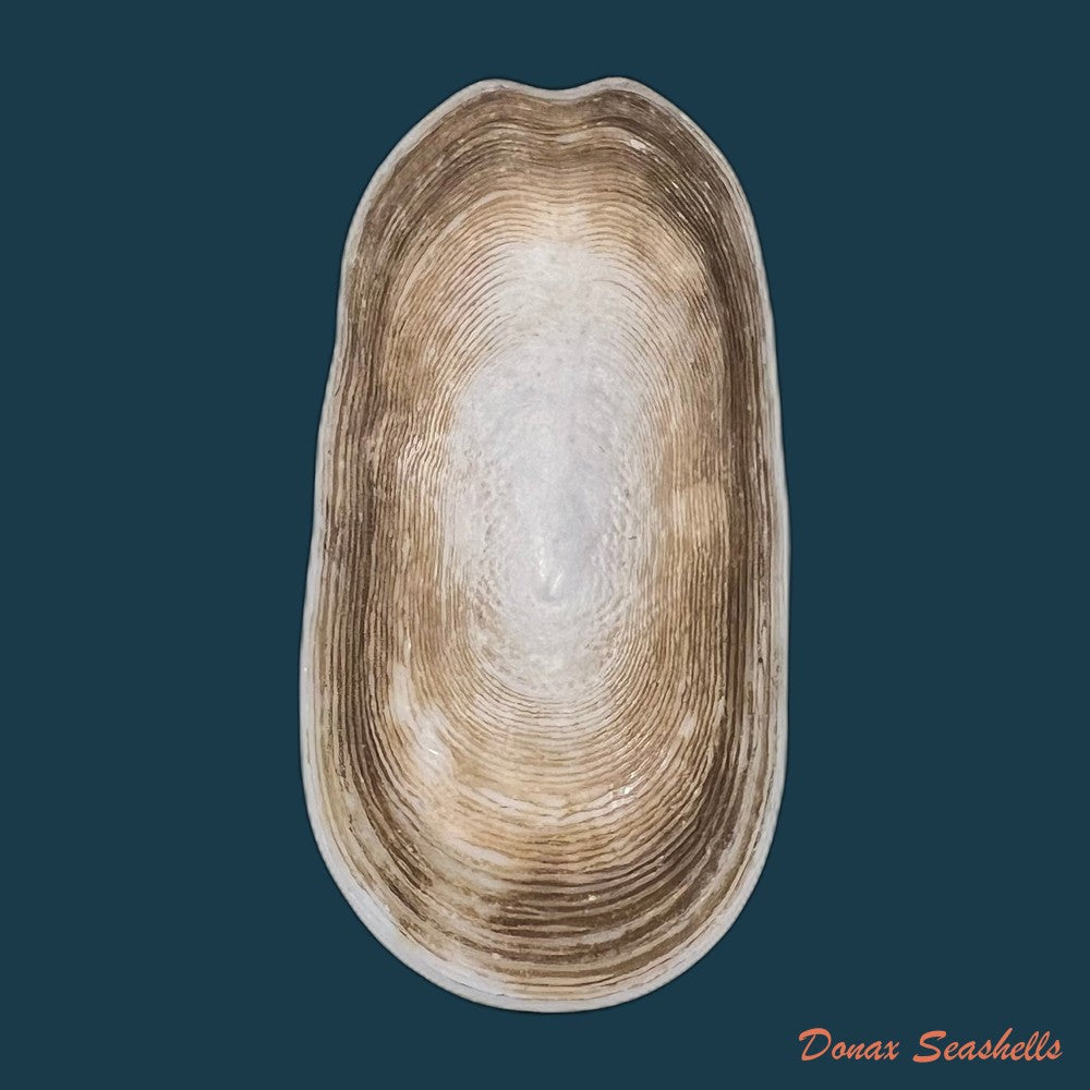 hemitoma-octoradiata-gmelin-1795-16-9mm-copia