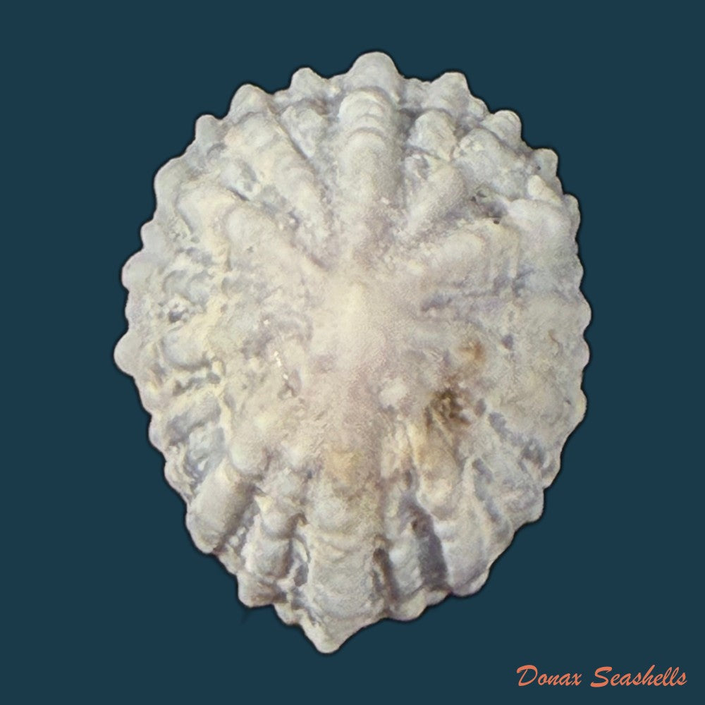 hemitoma-octoradiata-gmelin-1795-18-6mm-copia