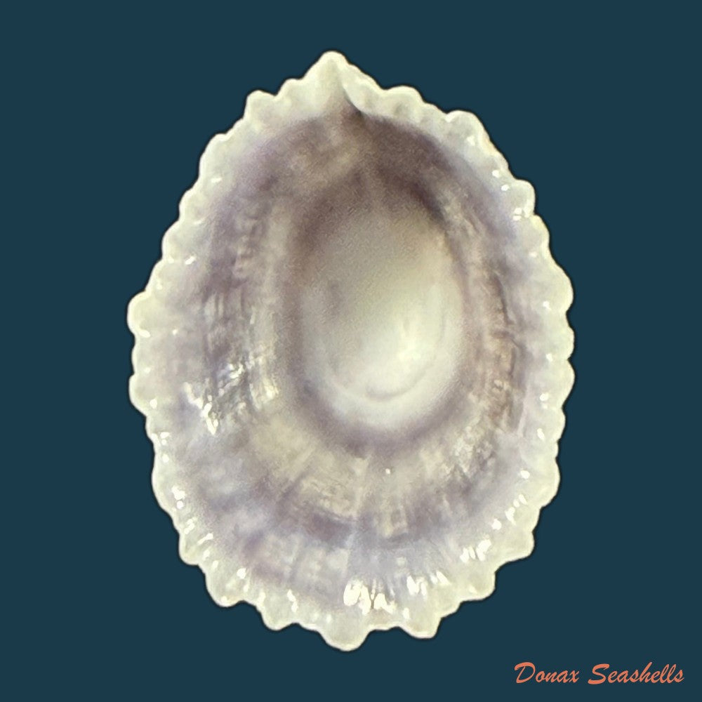 hemitoma-octoradiata-gmelin-1795-18-6mm-copia