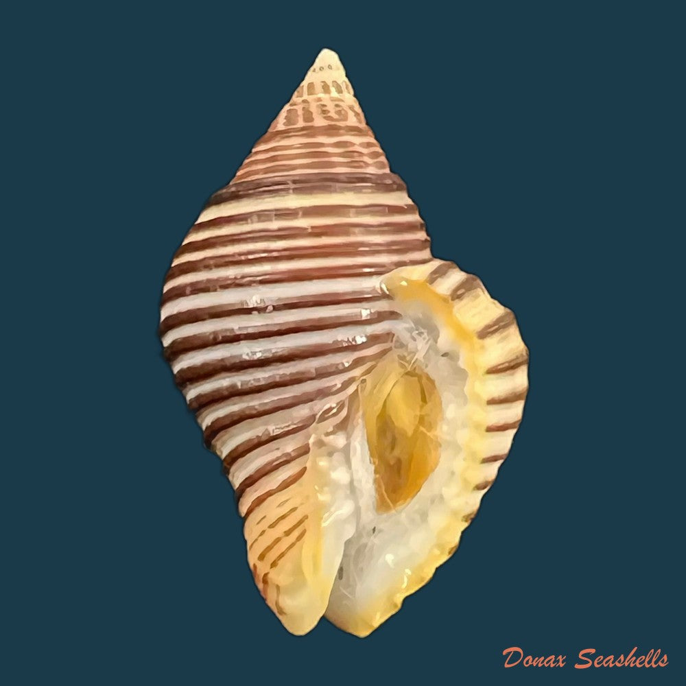 hesperisternia-karinae-nowell-usticke-1959-16-2mm-copia