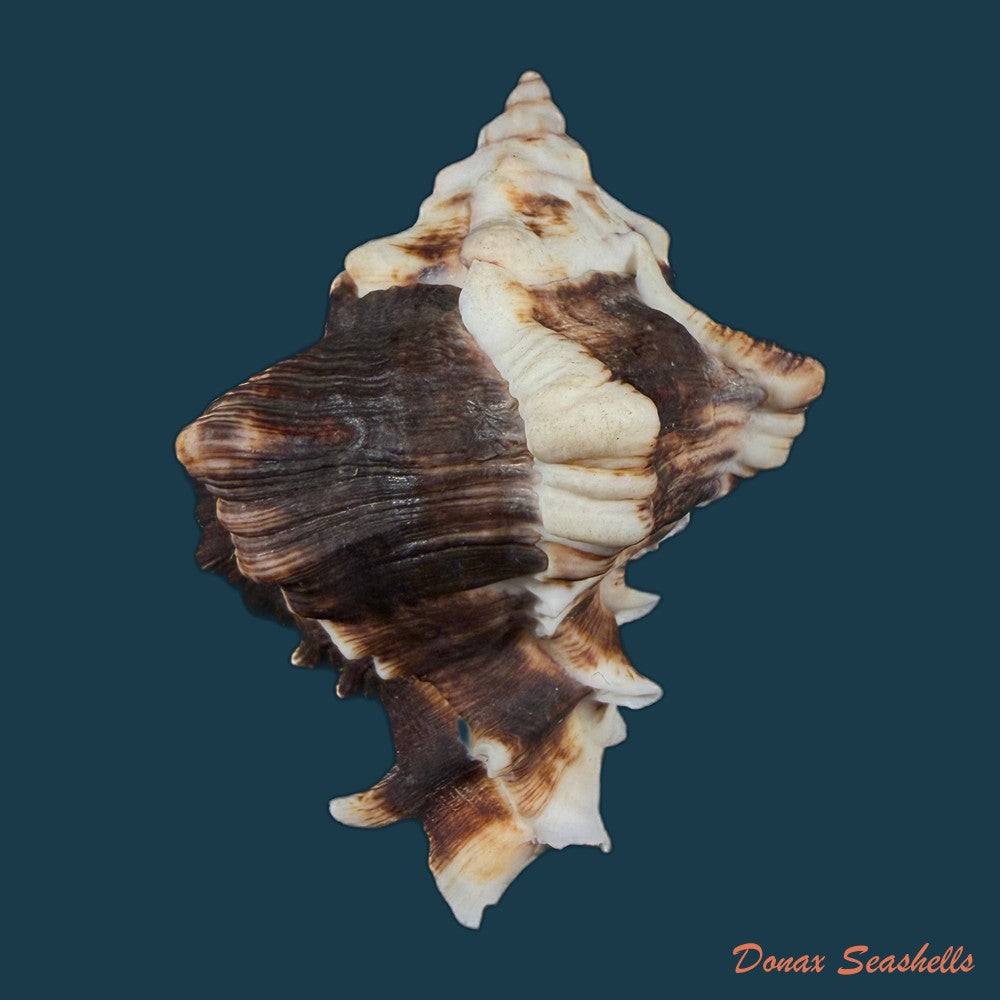 hexaplex-kuesterianus-tapparone-canefri-1875-88-5mm-copia