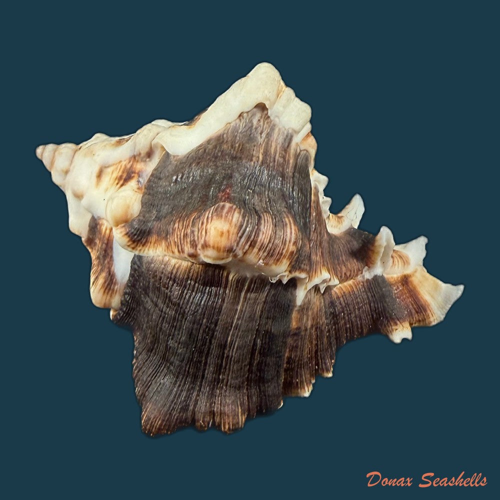 hexaplex-kuesterianus-tapparone-canefri-1875-88-5mm-copia