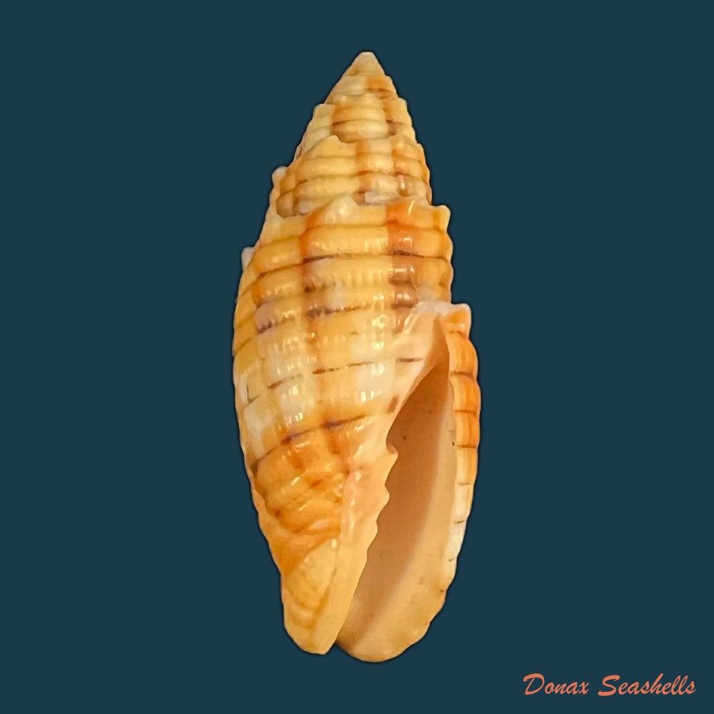 imbricaria-conularis-lamarck-1811-17mm-copia
