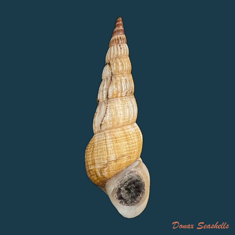jagora-dactylus-i-lea-h-c-lea-1851-55-2mm-copia