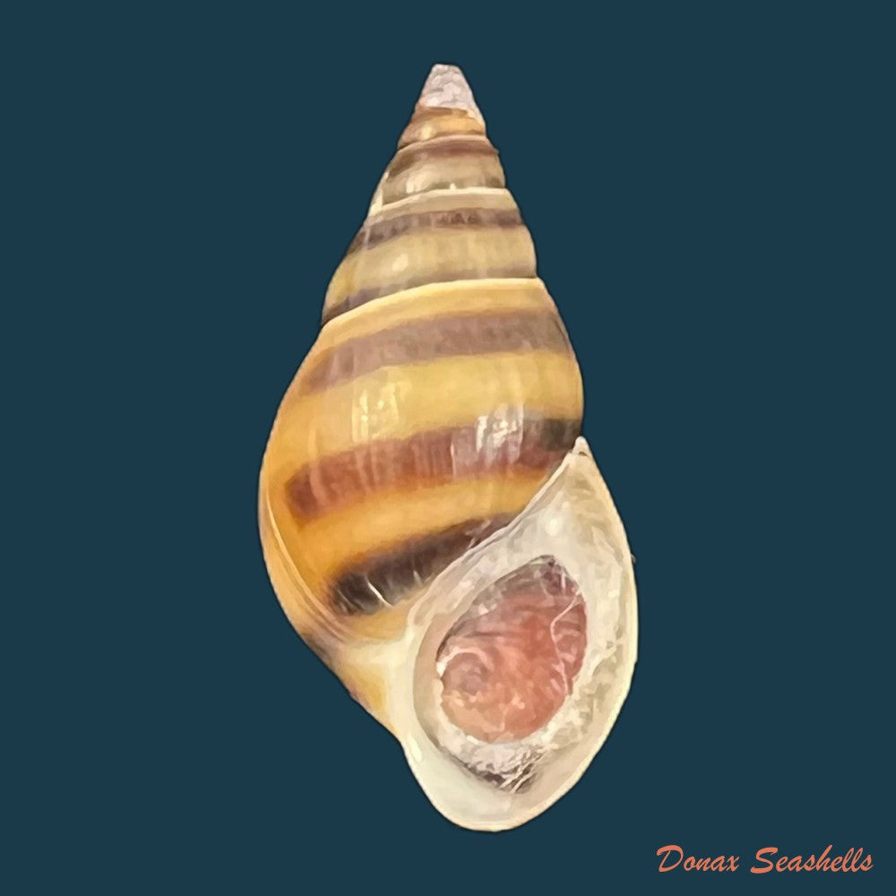 koreoleptoxis-sp-22-1mm-copia
