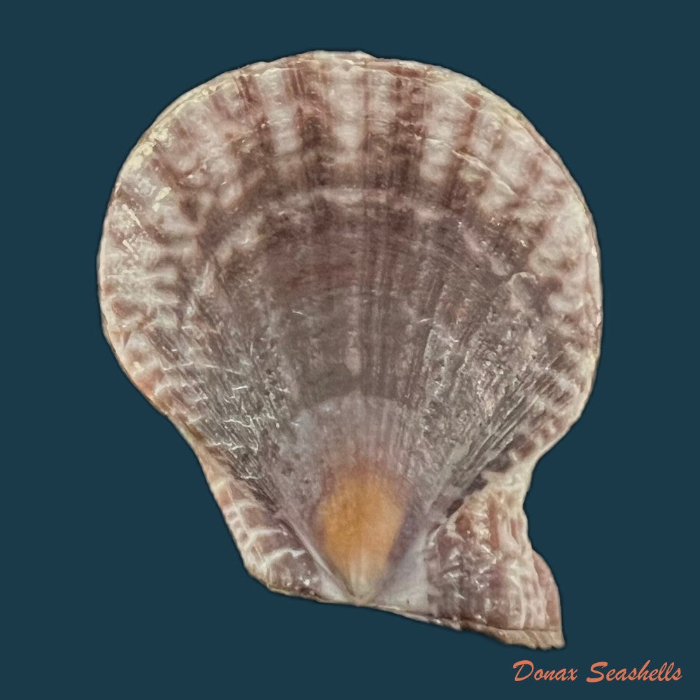 laevichlamys-squamosa-gmelin-1791-39-2mm-copia
