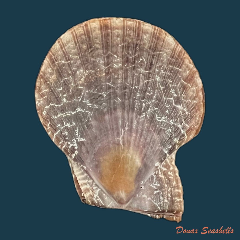 laevichlamys-squamosa-gmelin-1791-39-7mm-copia