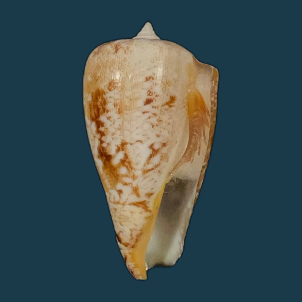 laevistrombus-canarium-linnaeus-1758-56-9mm-copia-1
