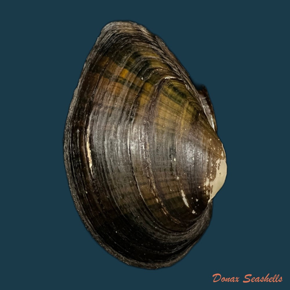 lanceolaria-grayii-j-e-gray-1833-96mm-copia