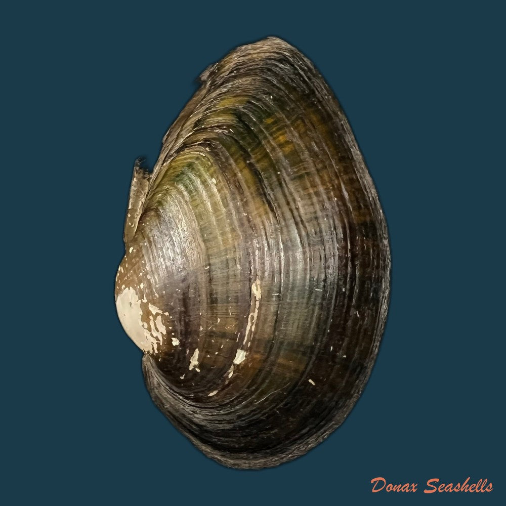 lanceolaria-grayii-j-e-gray-1833-96mm-copia