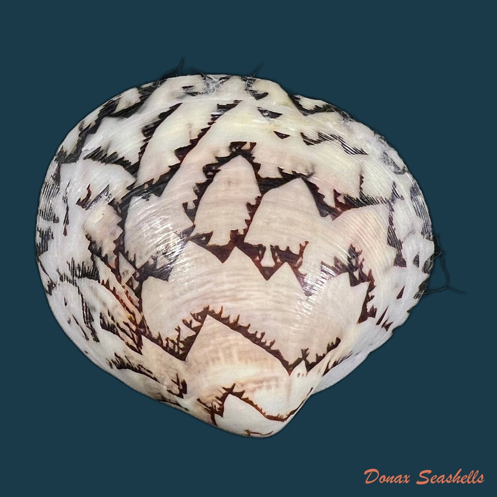 lioconcha-castrensis-linnaeus-1758-43-6mm-copia