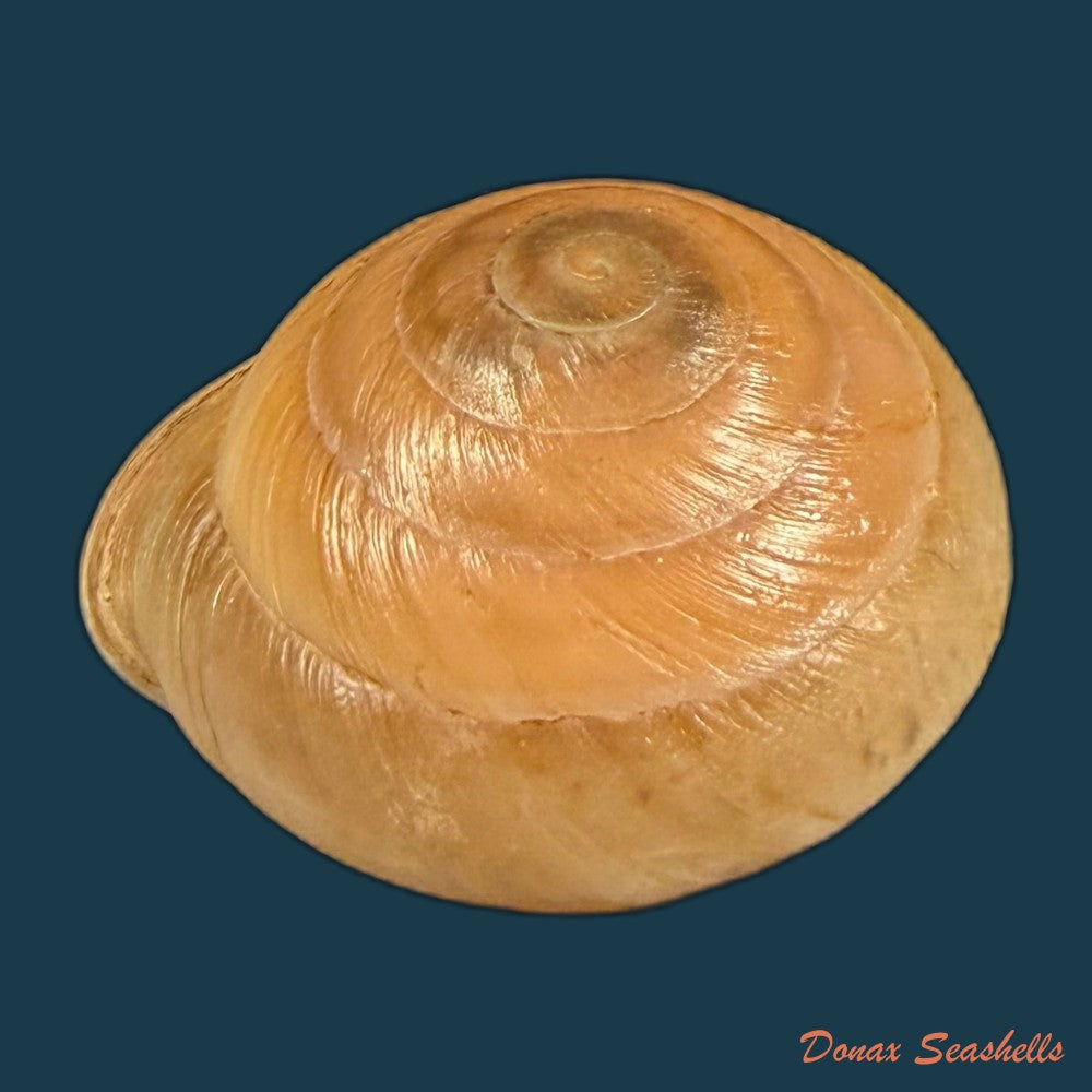 lucerna-lucerna-o-f-muller-1774-28-4mm-copia