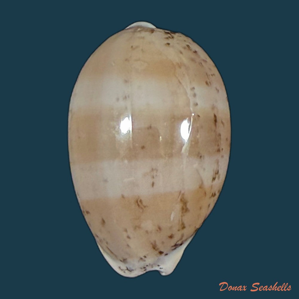 luria-cinerea-brasiliensis-lorenz-hubert-1993-26-1mm-copia-1