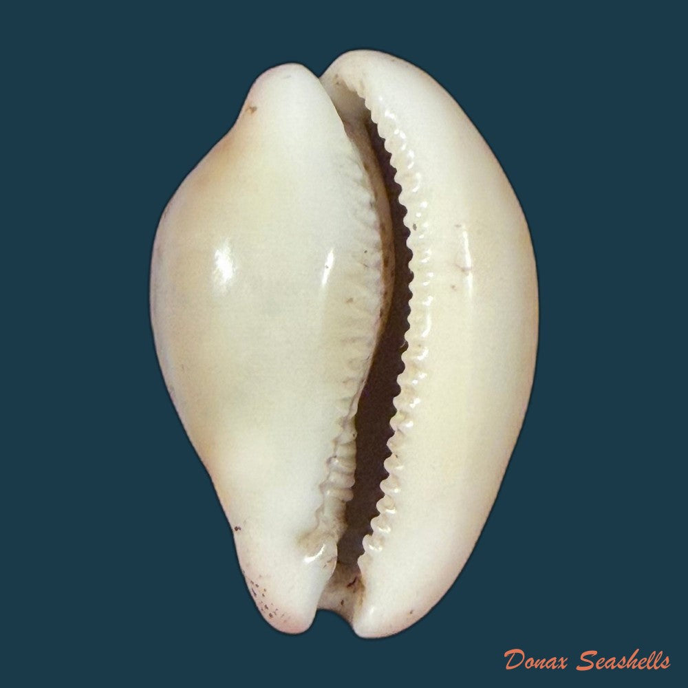luria-cinerea-brasiliensis-lorenz-hubert-1993-27-1mm-copia
