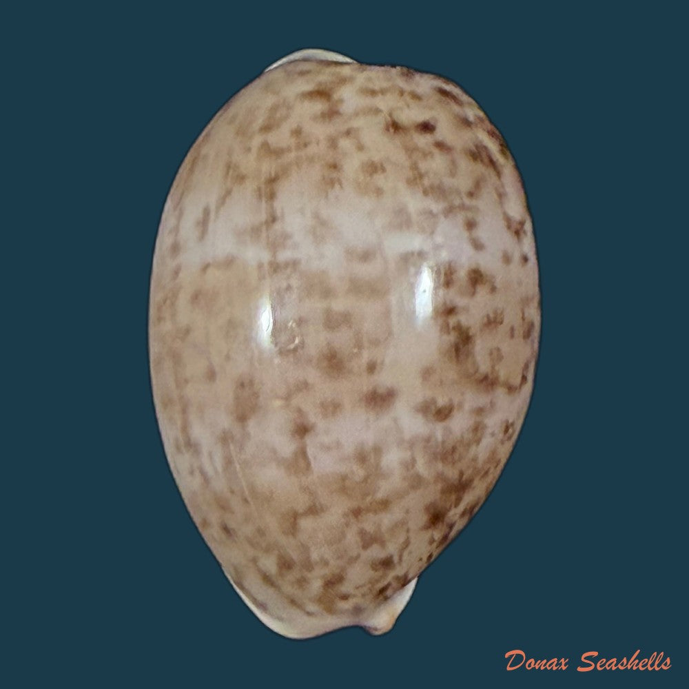 luria-cinerea-brasiliensis-lorenz-hubert-1993-28-8mm-copia
