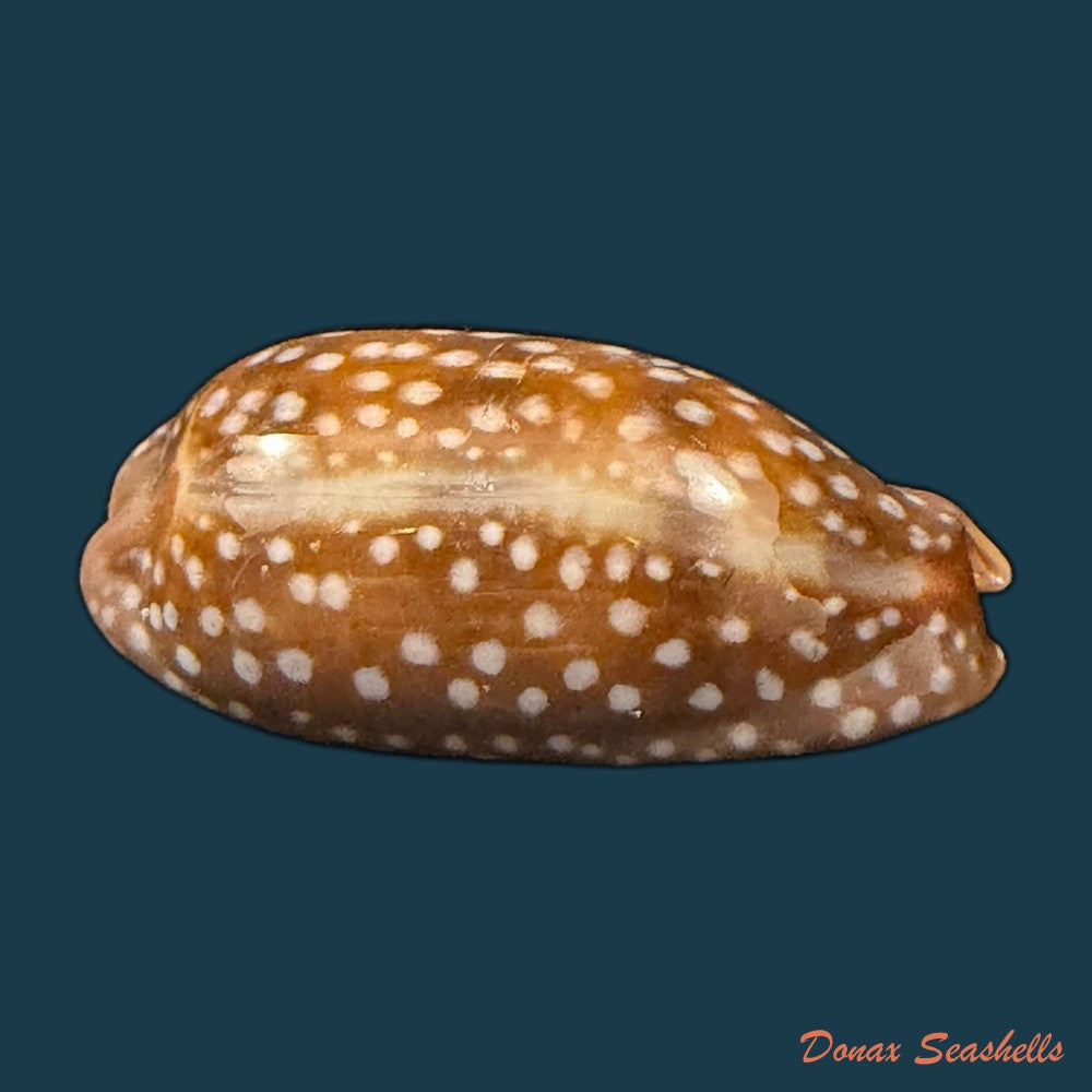 macrocypraea-cervinetta-kiener-1844-41-4mm-copia
