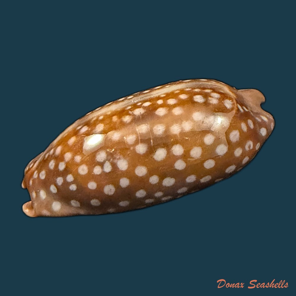 macrocypraea-cervinetta-kiener-1844-41-4mm-copia