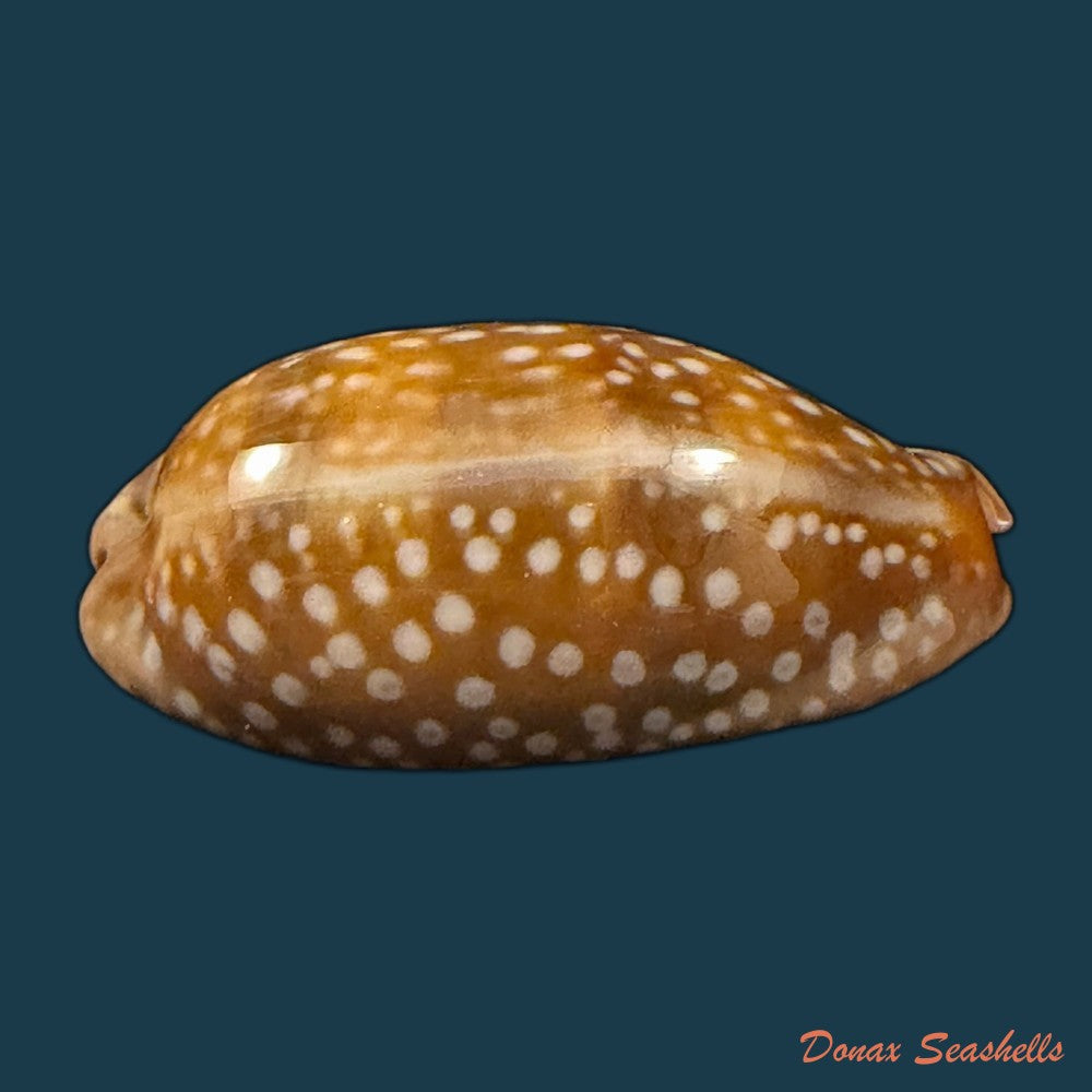 macrocypraea-cervinetta-kiener-1844-42mm-copia