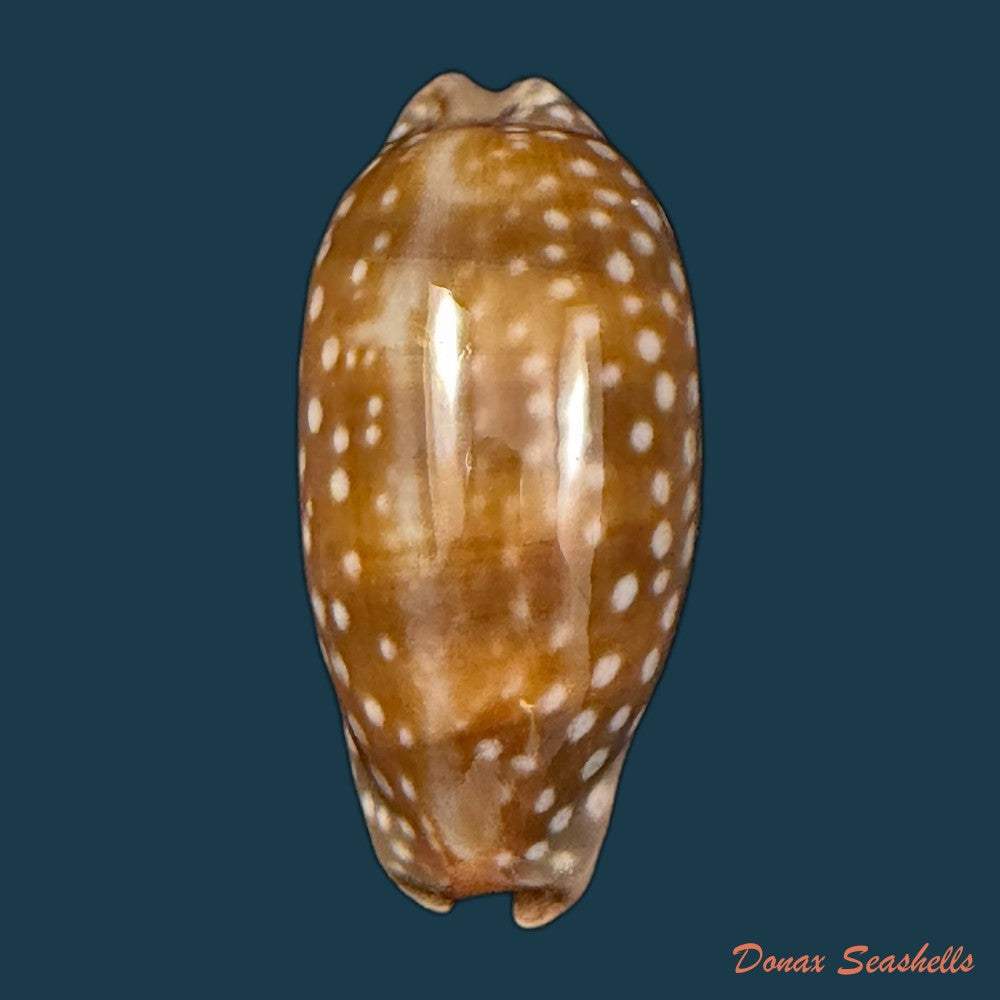 macrocypraea-cervinetta-kiener-1844-89-8mm-copia
