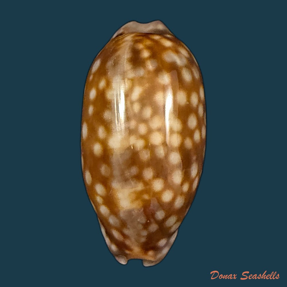 macrocypraea-zebra-dissimilis-schilder-1924-77-7mm-copia