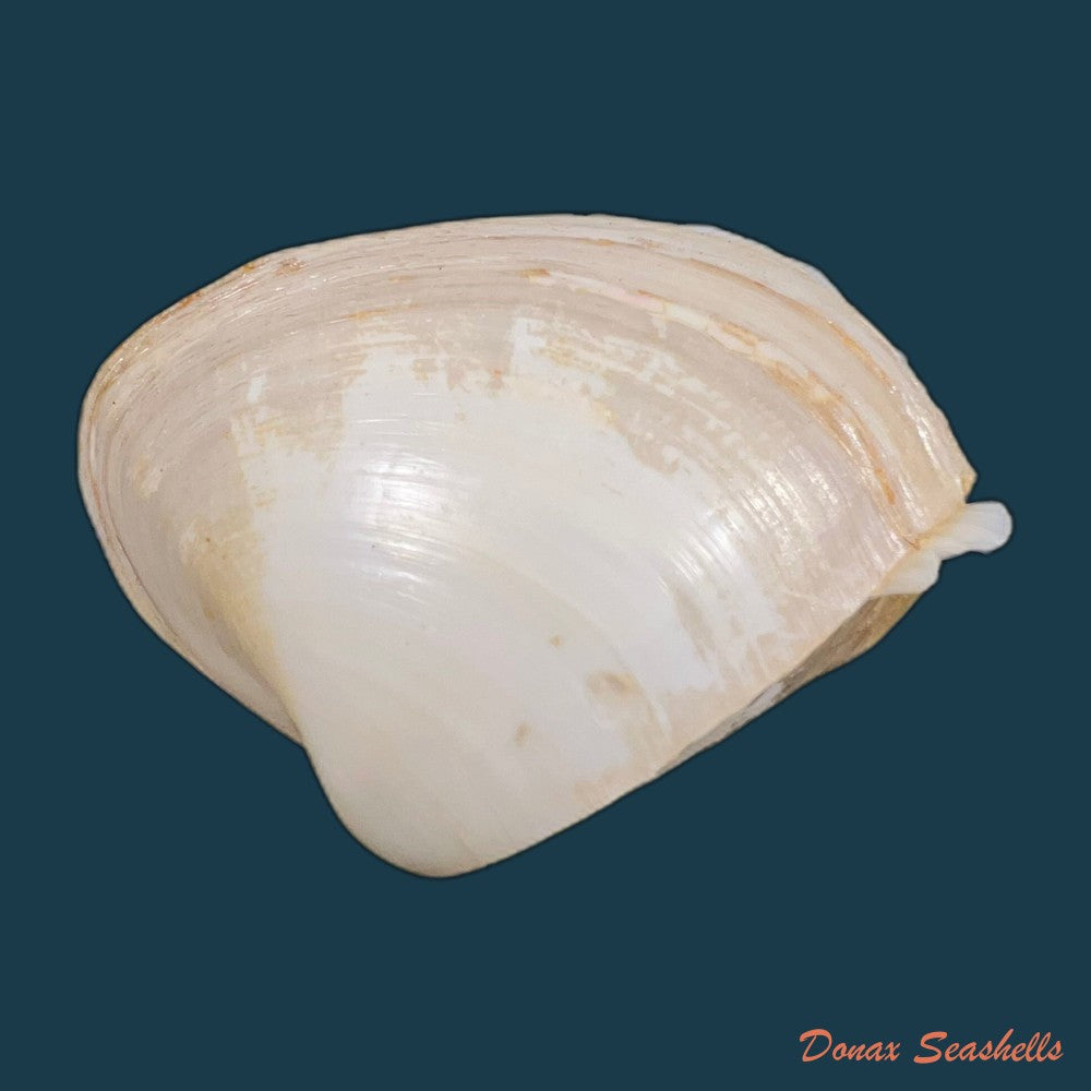 mactra-isabelleana-dorbigny-1846-52-4mm-copia