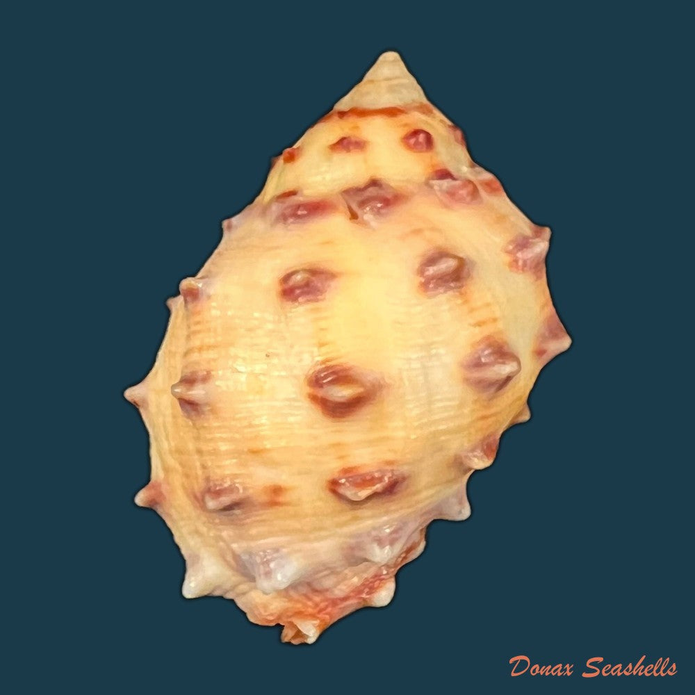 mancinella-alouina-roding-1798-33-7mm-copia