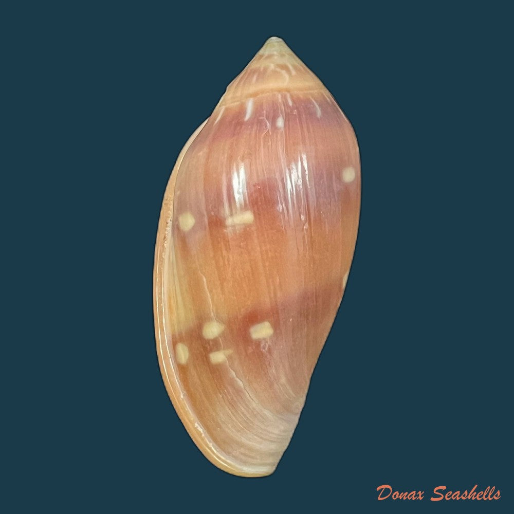 marginella-desjardini-marche-marchad-1957-58-2mm-copia