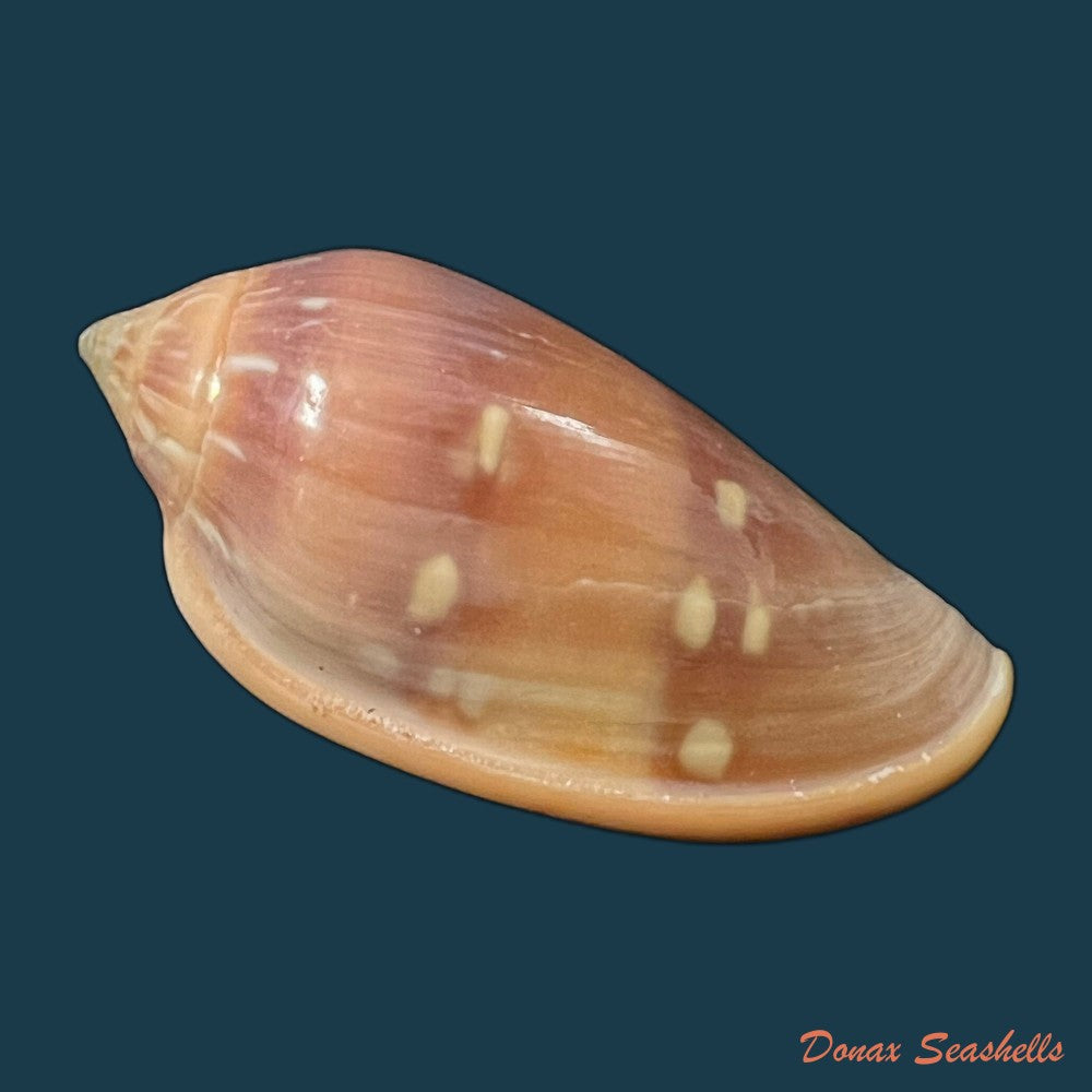 marginella-desjardini-marche-marchad-1957-58-2mm-copia