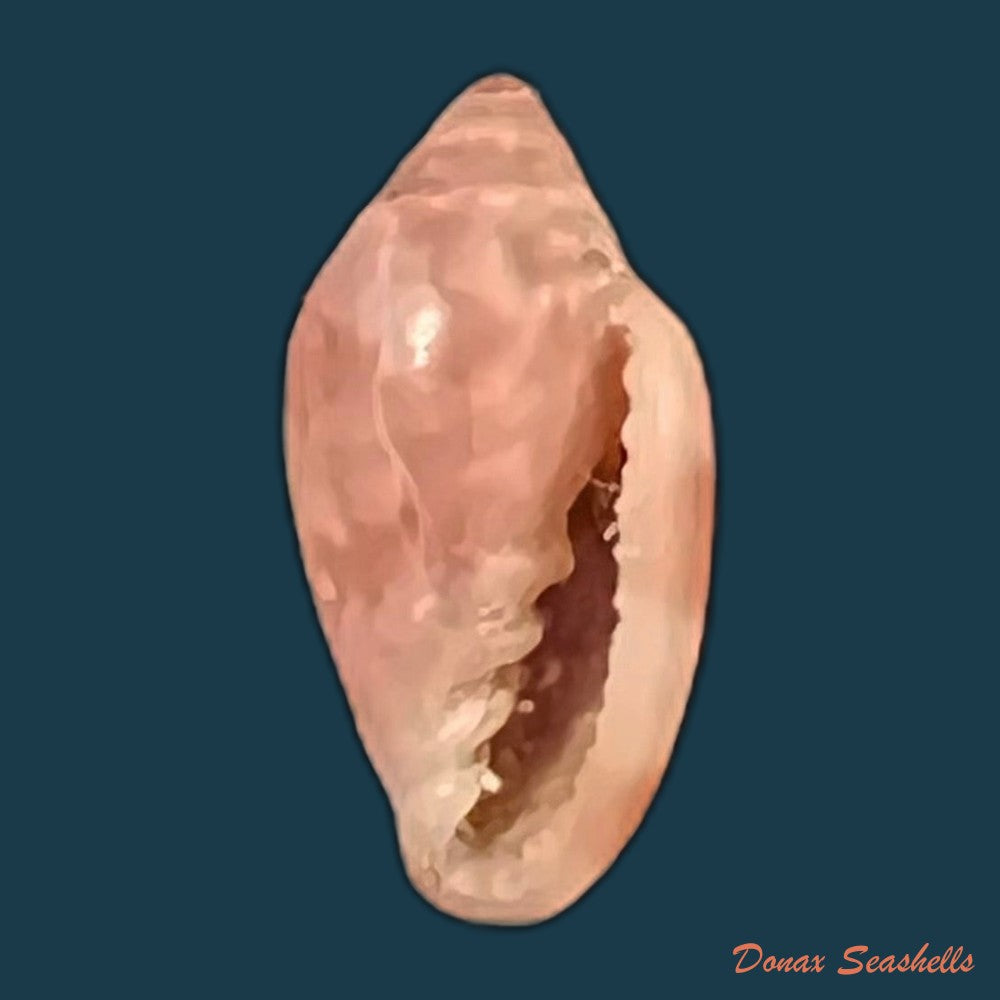 marginella-purpurea-cossignani-2006-10-1mm-copia
