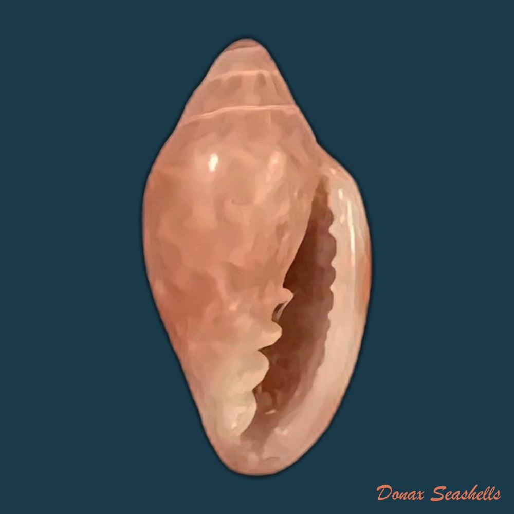 marginella-purpurea-cossignani-2006-10-8mm-copia
