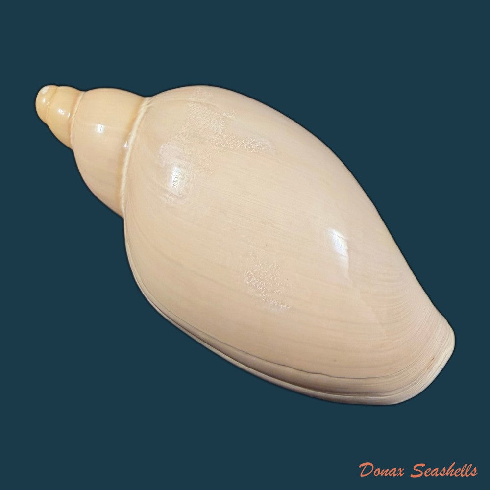 marginellona-gigas-e-von-martens-1904-106mm-copia