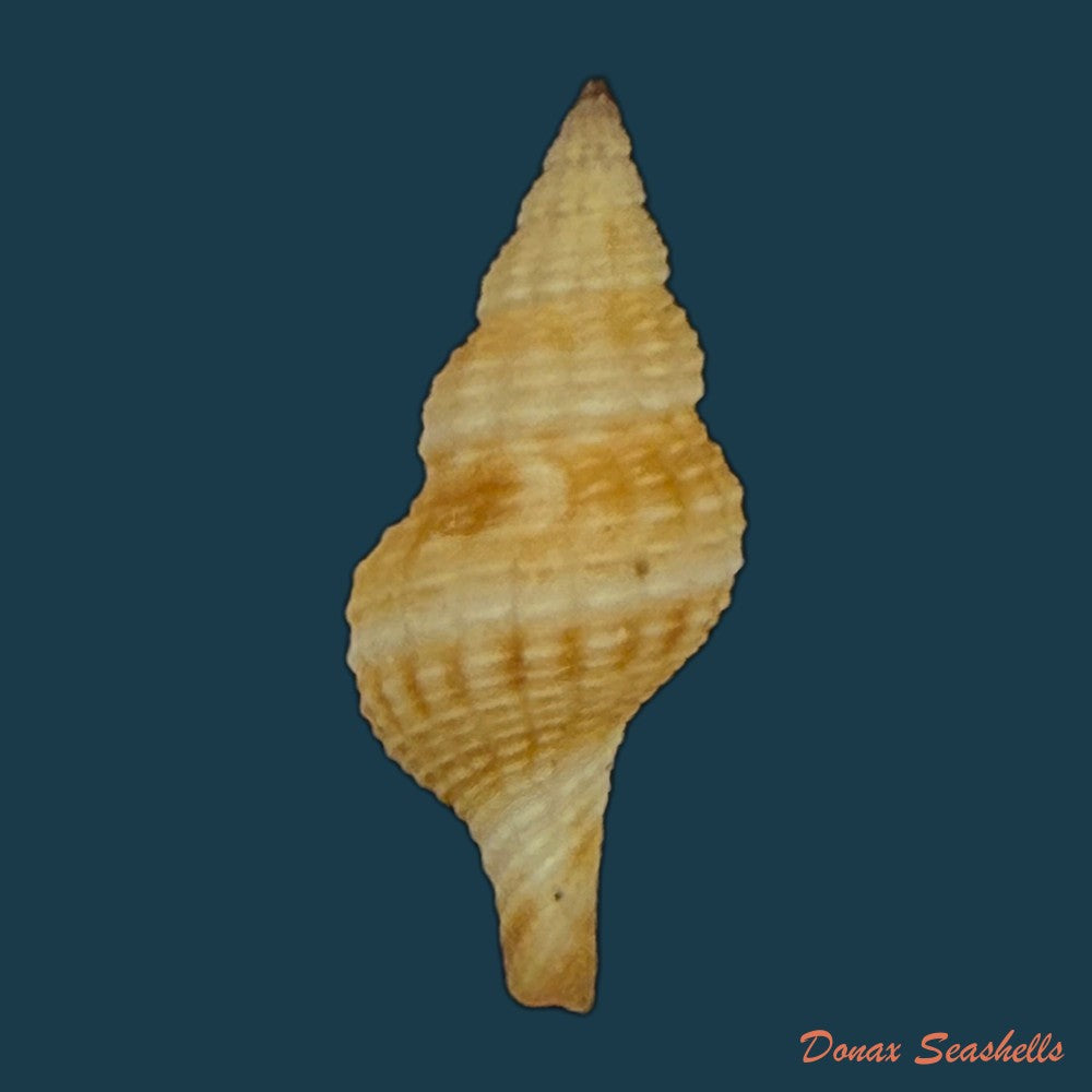 marsupina-nana-broderip-g-b-sowerby-i-1829-50-7mm-copia