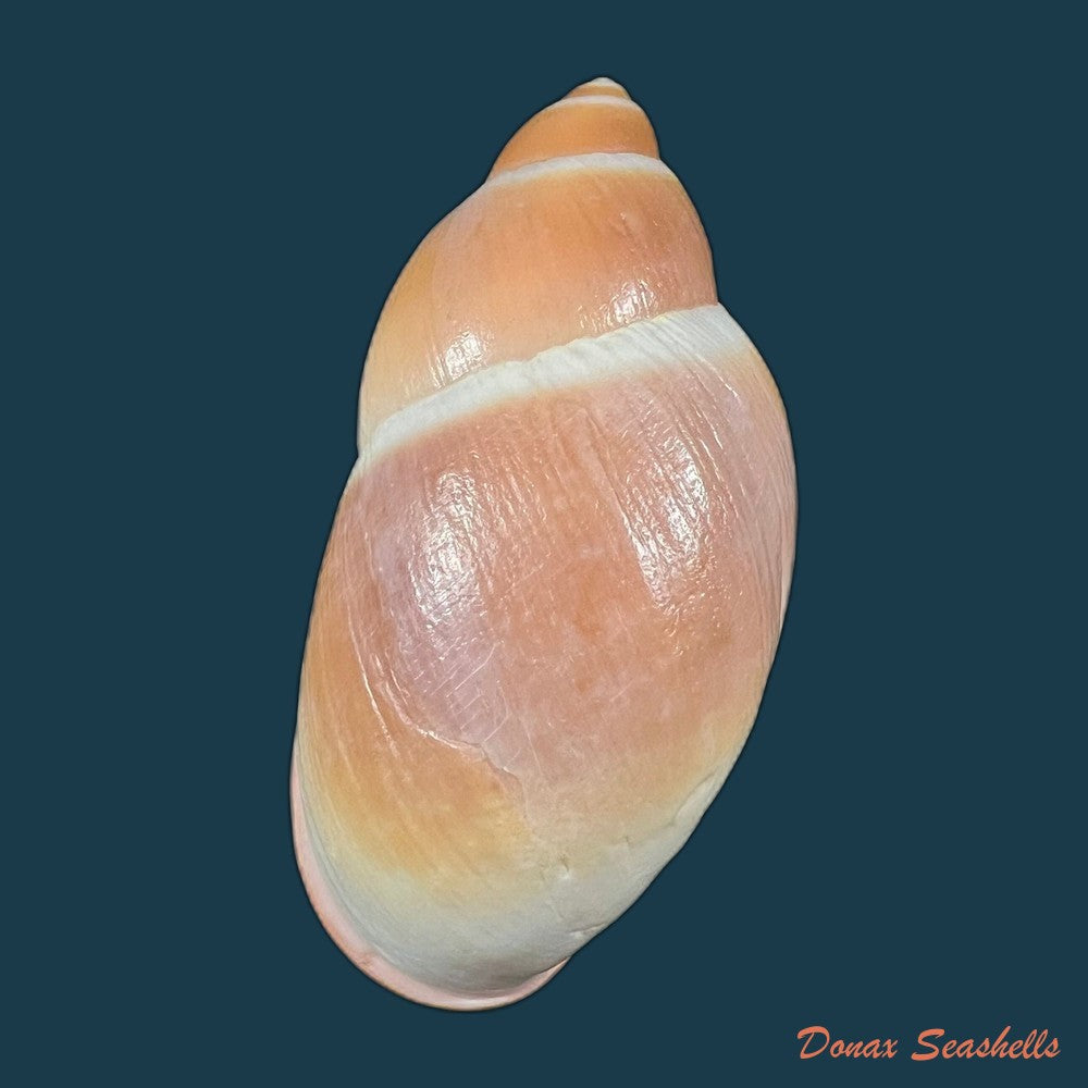 megalobulimus-sanctaepauli-ihering-pilsbry-1900-111-1mm-copia