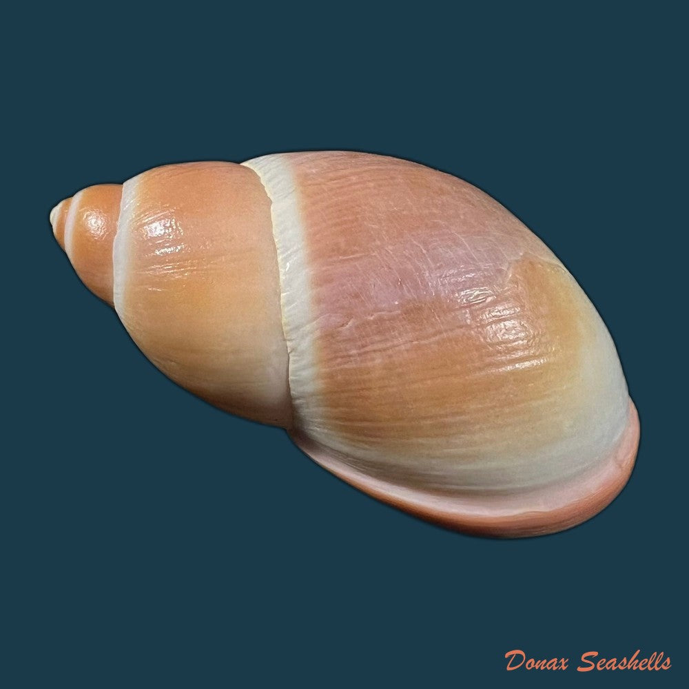 megalobulimus-sanctaepauli-ihering-pilsbry-1900-111-1mm-copia